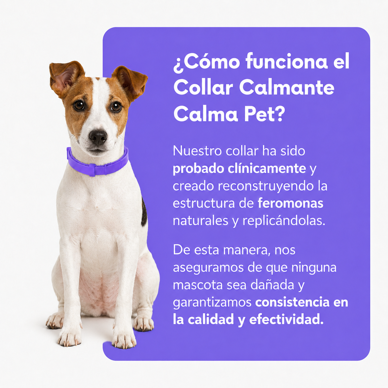 Collar Calmante Para Perros | Alivia La Ansiedad